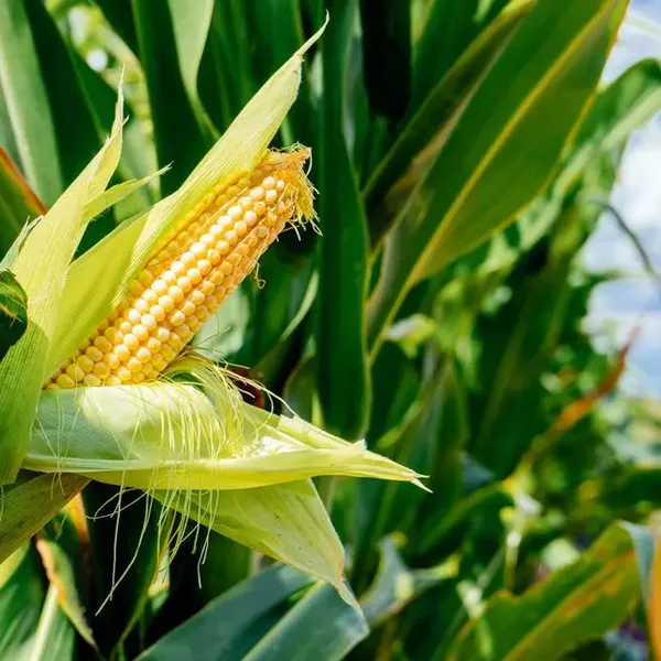 Corn