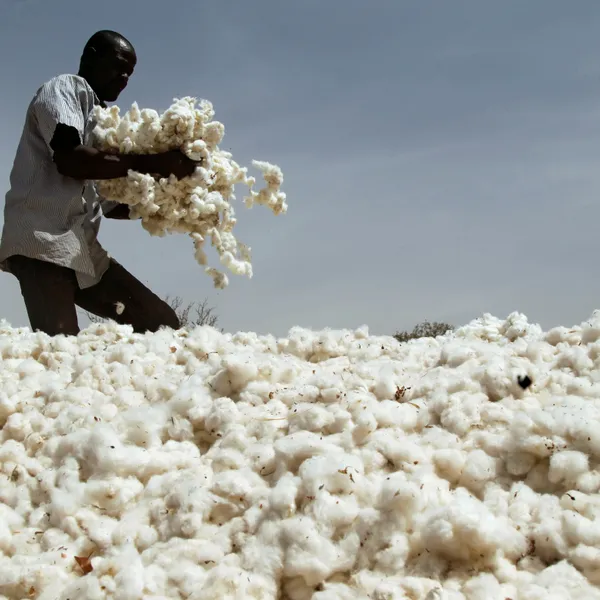 Cotton