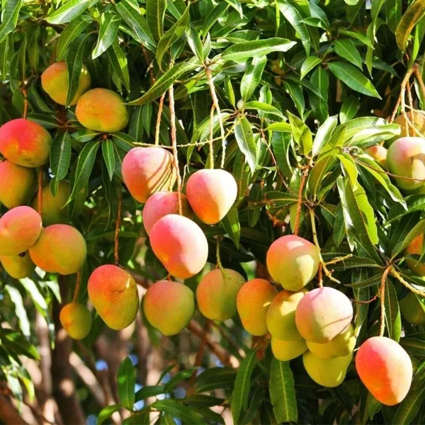 Mango