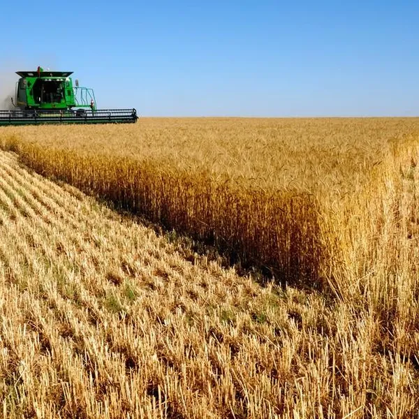 Wheat